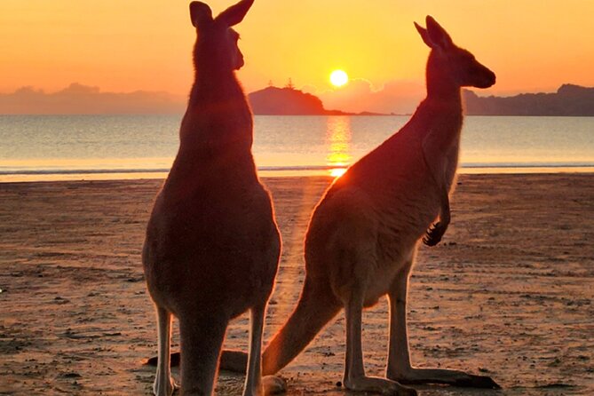 Sunrise with the kangaroos and wallabies - Key points at a glance