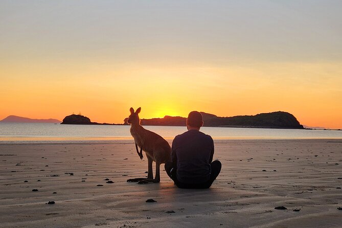 Sunrise with the kangaroos and wallabies - A forest walk with views over the bay