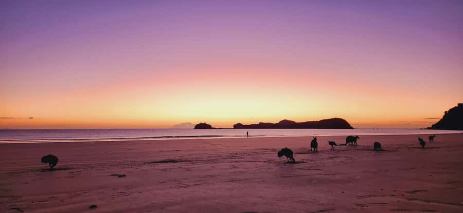 Sunrise with the Kangaroos & Wallabies - Airlie Beach - A short bush walk with a useful payoff
