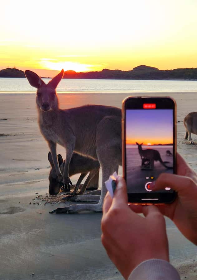 Sunrise with the Kangaroos & Wallabies - Airlie Beach - Bush breakfast beside the forest