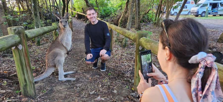 Sunrise with the Kangaroos & Wallabies - Airlie Beach - Why the guide matters so much