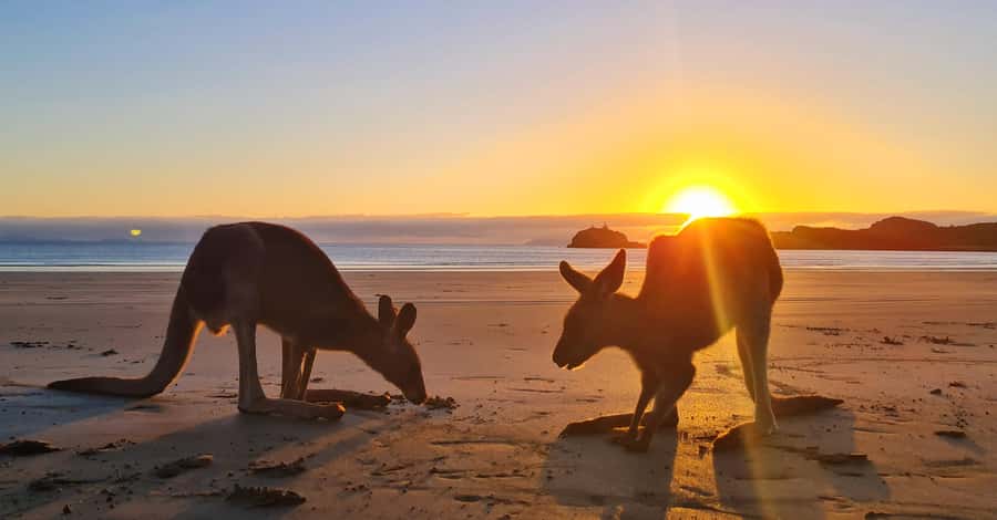 Sunrise with the Kangaroos & Wallabies - Airlie Beach - Who should book this tour?