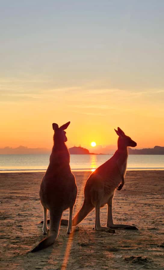 Sunrise with the Kangaroos & Wallabies - Airlie Beach - The 1:45 a.m. problem, solved as well as possible