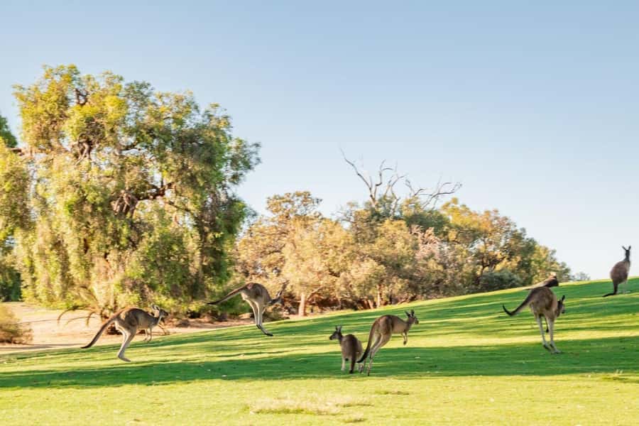 Swan Valley: Golf Cart Kangaroo Safari w/ Mini Golf & Drink - Arriving at The Vines Resort