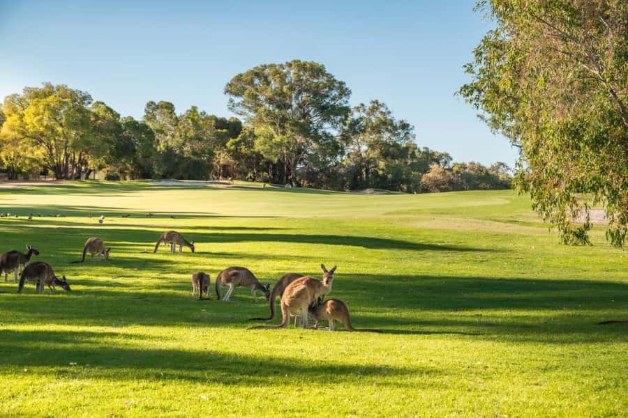 Swan Valley: Golf Cart Kangaroo Safari w/ Mini Golf & Drink - What the $48 price really covers