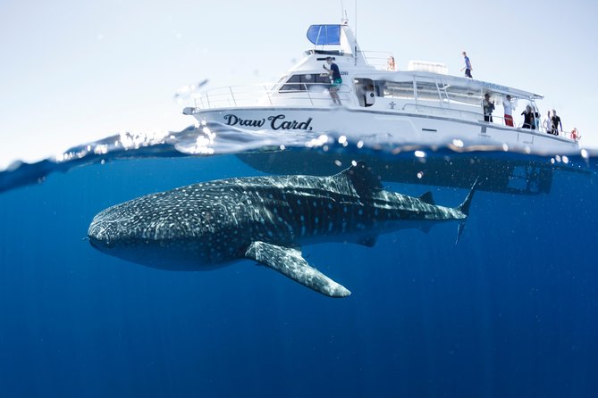 Swim with Whale Sharks in the Ningaloo Reef: 3 Island Shark Dive - Five things to know before booking