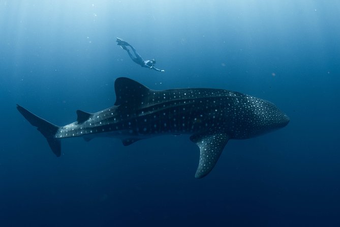 Swim with Whale Sharks in the Ningaloo Reef: 3 Island Shark Dive - Leaving Exmouth for a full day on Ningaloo Reef