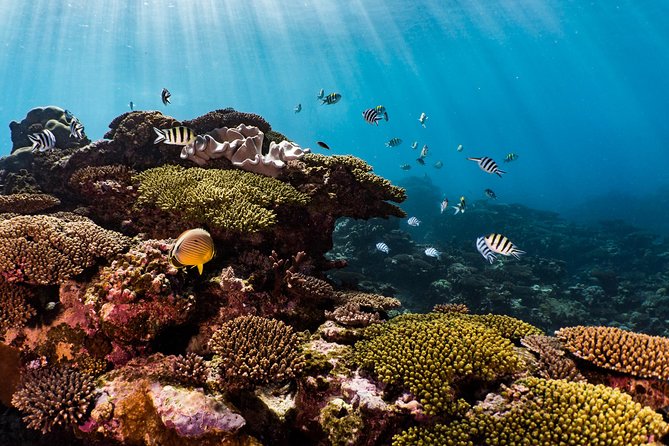 Swim with Whale Sharks in the Ningaloo Reef: 3 Island Shark Dive - Manta rays, turtles, dolphins, and dugongs