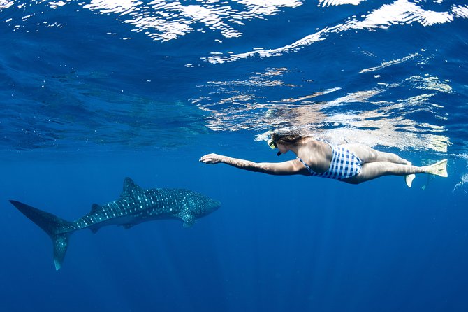 Swim with Whale Sharks in the Ningaloo Reef: 3 Island Shark Dive - Returning to the reef for a second snorkeling stop