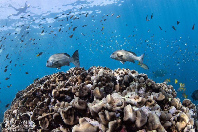 Swim with Whale Sharks in the Ningaloo Reef: 3 Island Shark Dive - Lunch, morning food, and a glass of bubbles
