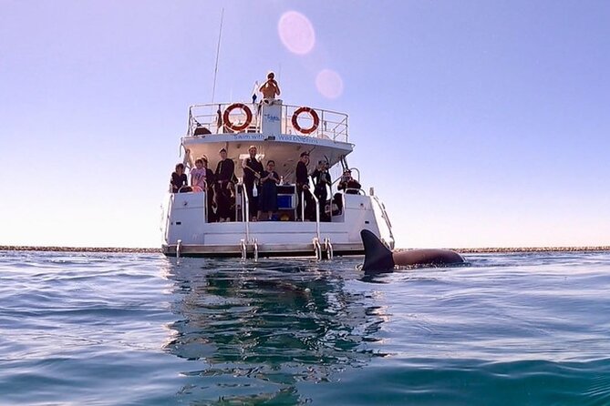 Swim with Wild Dolphins Day Tour - Key points to know before you book