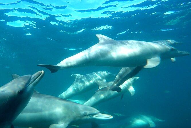Swim with Wild Dolphins Day Tour - Why Rockingham is the right setting for this dolphin trip