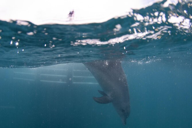 Swim with Wild Dolphins Day Tour - Photos and the crew’s strongest contribution