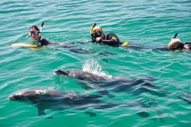 Swim with Wild Dolphins Day Tour - Starting at Val Street Jetty at 8:00 am