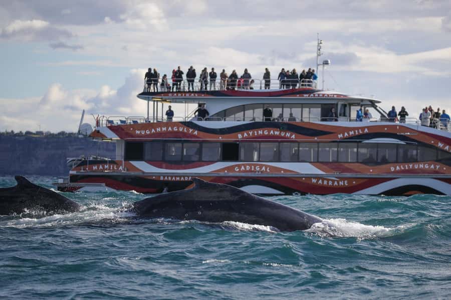 Sydney: 2-hour Express Whale Watching Cruise - Key points at a glance