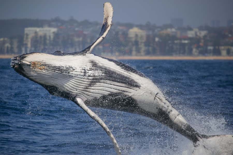 Sydney: 2-hour Express Whale Watching Cruise - Leaving Circular Quay for the open ocean