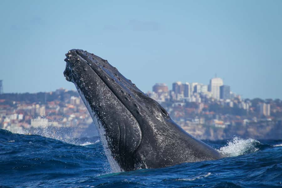 Sydney: 2-hour Express Whale Watching Cruise - The first whale search begins quickly