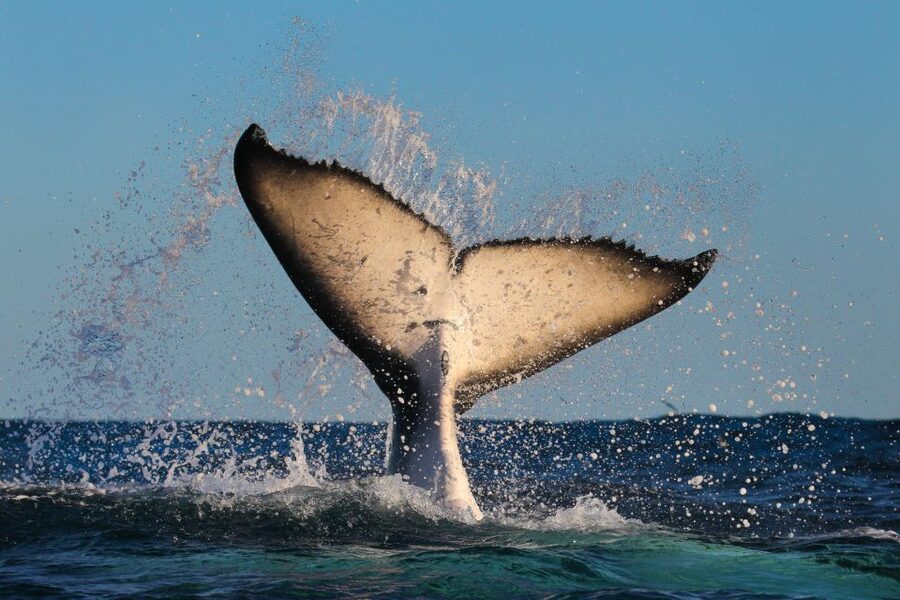 Sydney: 2-hour Express Whale Watching Cruise - Why the express format is good value