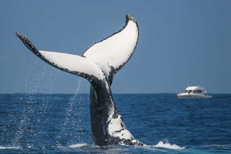 Sydney: 2-hour Express Whale Watching Cruise - The sea can be rough, even when Sydney looks calm