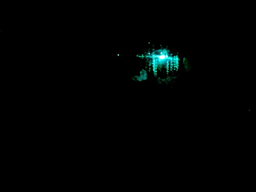 Sydney: Blue Mountains Glow Worms Wild Adventure by Night - Key details before you book