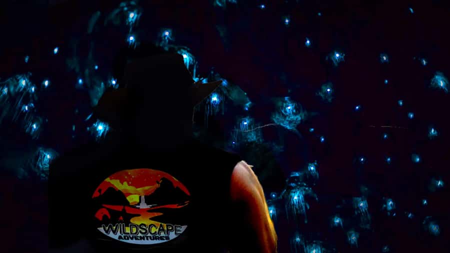 Sydney: Blue Mountains Glow Worms Wild Adventure by Night - Why see glow worms after dark?