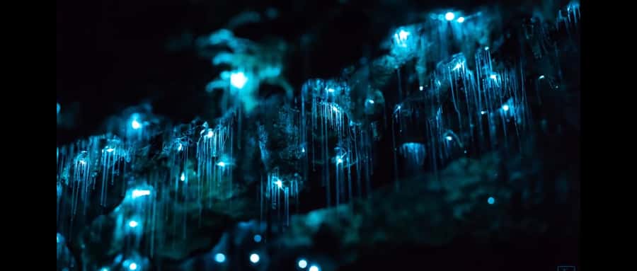 Sydney: Blue Mountains Glow Worms Wild Adventure by Night - Walking through the forest with a headlamp
