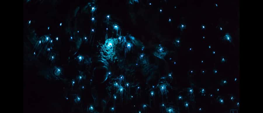 Sydney: Blue Mountains Glow Worms Wild Adventure by Night - Who should book this night adventure?