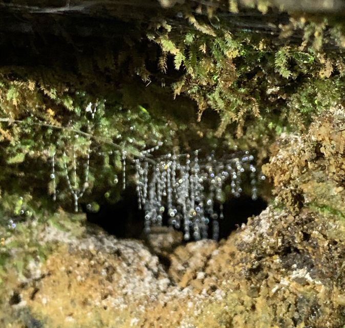 Sydney: Blue Mountains Glow Worms Wild Adventure by Night - Final verdict: book it for the worms, stay for the wild night