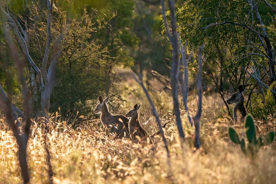 Sydney: Blue Mountains Kangaroos, Wilderness and Sunset Tour - Why the late start matters in the Blue Mountains