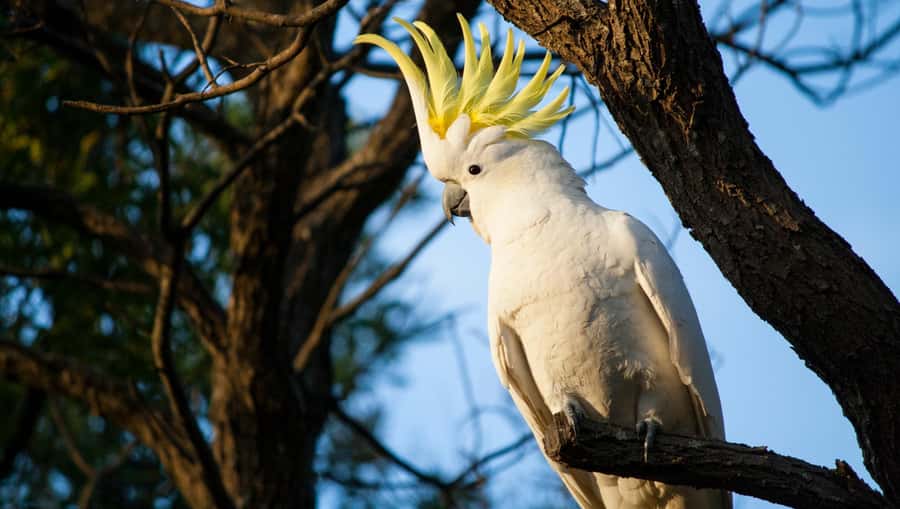 Sydney: Blue Mountains Kangaroos, Wilderness and Sunset Tour - Leura, Cliff Drive, and the famous Katoomba views