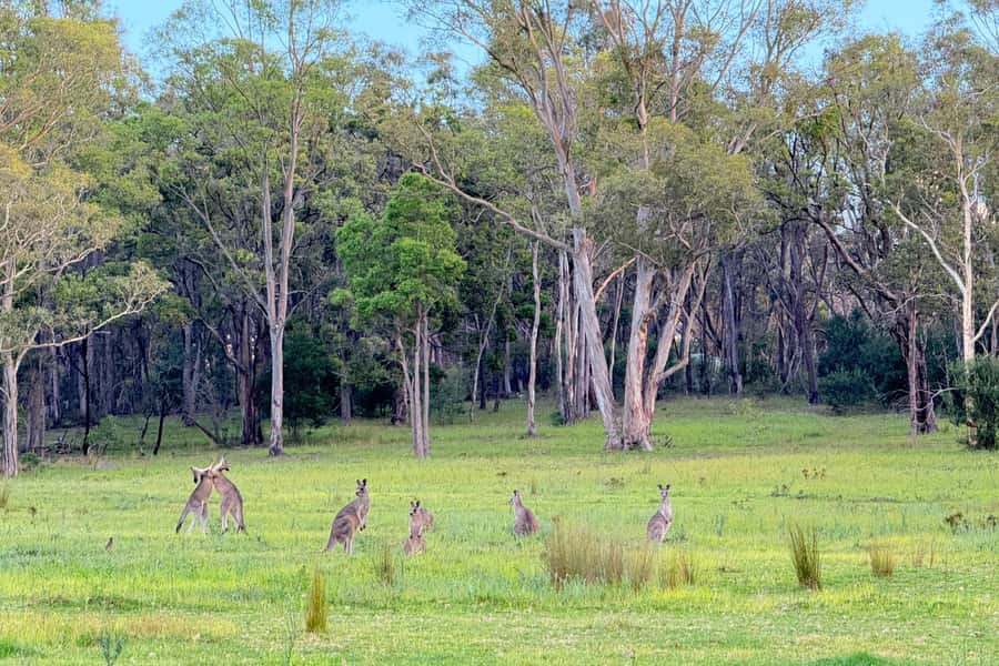 Sydney: Blue Mountains Kangaroos, Wilderness and Sunset Tour - Craig’s guiding style and the value of a small group
