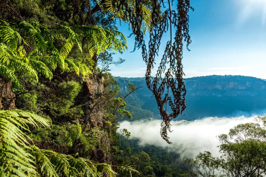 Sydney: Blue Mountains Late Start: Walks, Wildlife & Dinner - Grose Valley: a quieter lookout and short walk