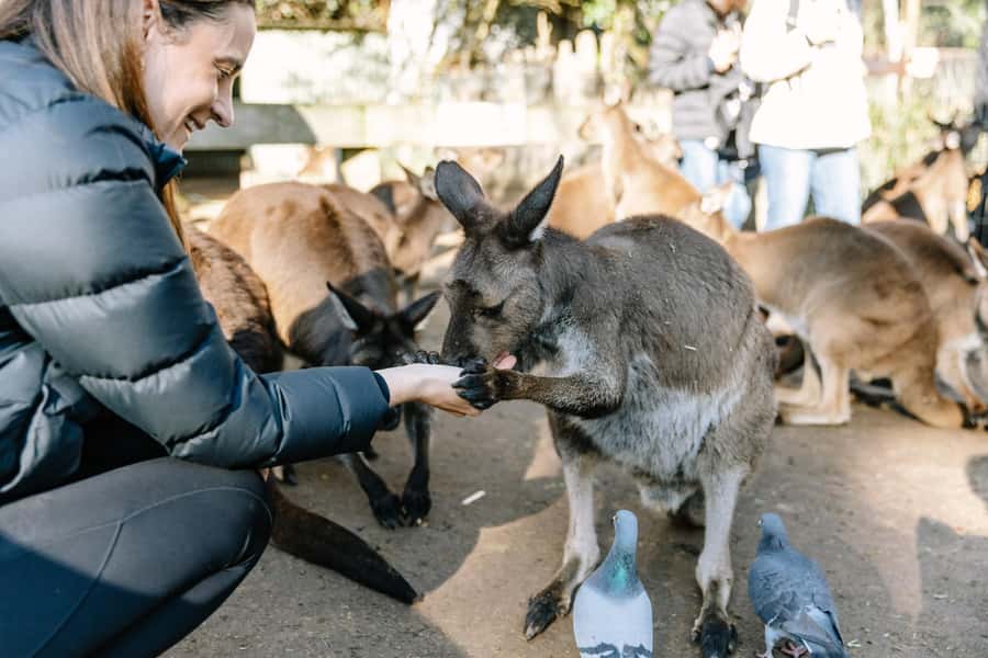 Sydney: Blue Mountains Scenic World, Wildlife Park and Lunch - Key points to know before booking