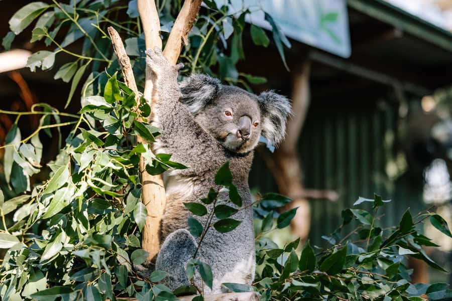 Sydney: Blue Mountains Scenic World, Wildlife Park and Lunch - The Three Sisters and Aboriginal stories