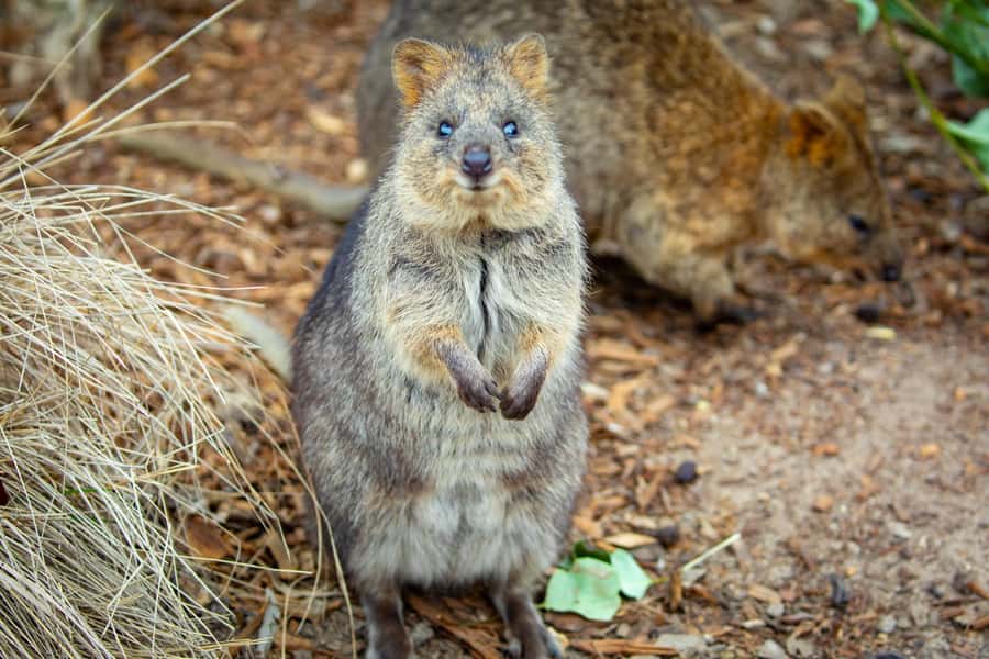 Sydney: Blue Mountains, Scenic World, Zoo & Lincoln's Rock - Lunch in Katoomba