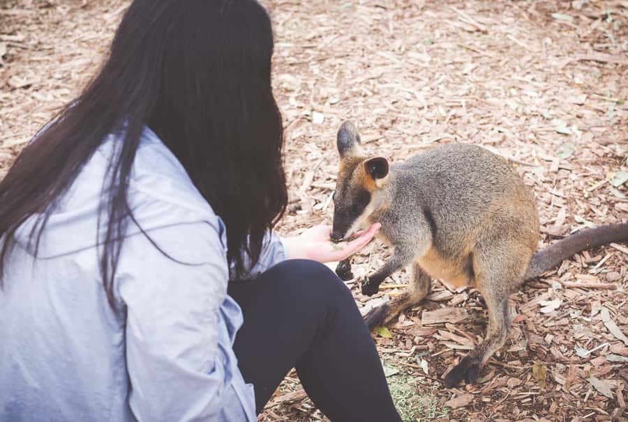 Sydney: Blue Mountains Wildlife & Bushwalk Small-Group Tour - Going Up Into the Blue Mountains