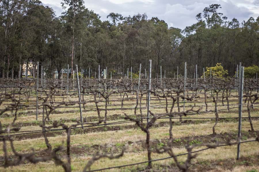 Sydney: Chef-Led Hunter Valley Food & Wine Tour - Chocolate, sweets, and possible wildlife