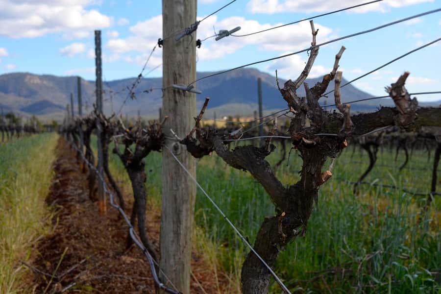 Sydney: Chef-Led Hunter Valley Food & Wine Tour - Who should book this food and wine day?