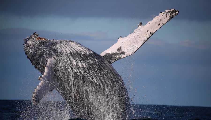 Sydney: Discovery Whale Watching Tour by Catamaran - Key points to know before you book