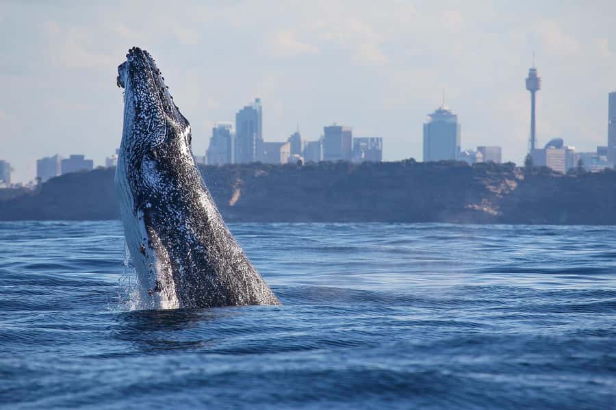 Sydney: Discovery Whale Watching Tour by Catamaran - Leaving Darling Harbour on a 30-knot catamaran