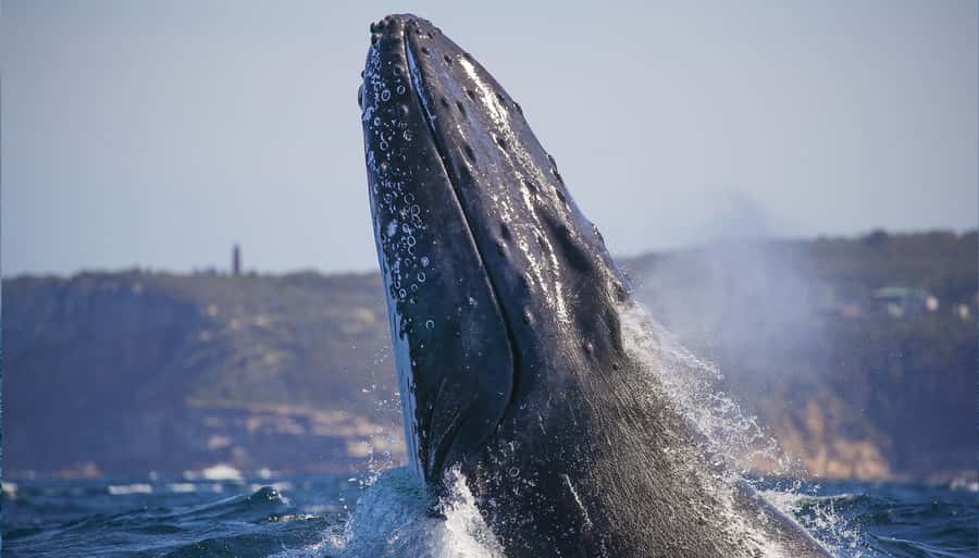 Sydney: Discovery Whale Watching Tour by Catamaran - Indoor comfort versus outdoor whale watching