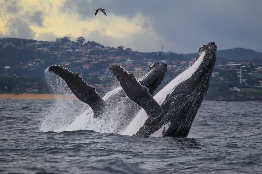 Sydney: Discovery Whale Watching Tour by Catamaran - The open-ocean search is the heart of the trip