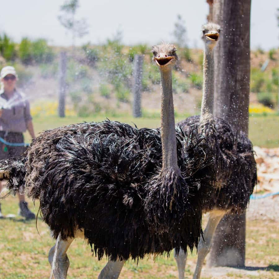 Sydney: Featherdale Wildlife Park Private Tour - Leaving Sydney for Featherdale Wildlife Park
