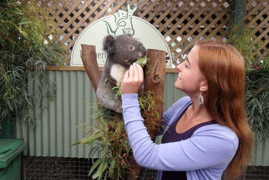 Sydney: Featherdale Wildlife Park Private Tour - What you actually get from the private tour