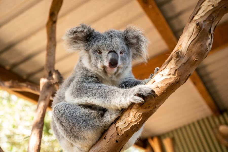 Sydney: Featherdale Wildlife Park Private Tour - Practical details for a smoother visit