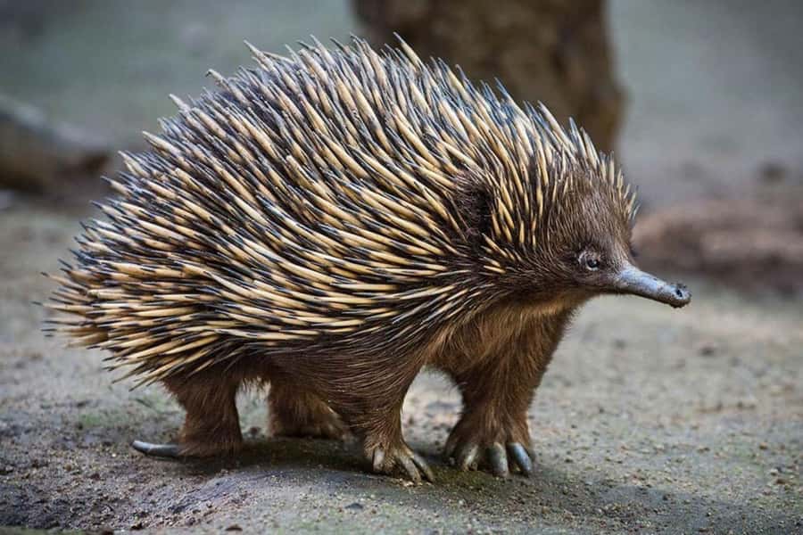 Sydney: Featherdale Wildlife Park Private Tour - Who should book this Featherdale tour?