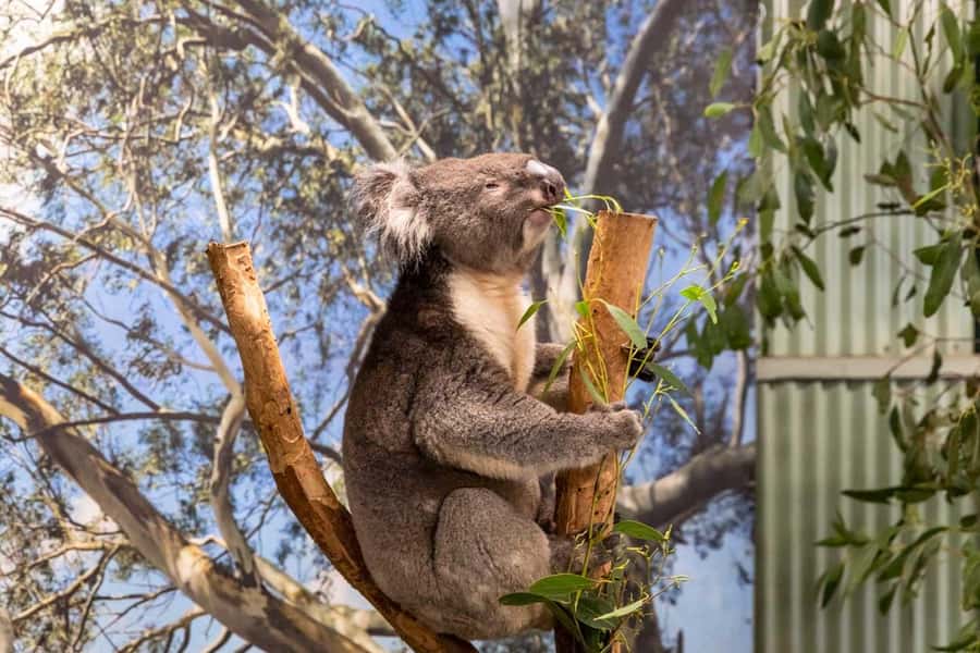 Sydney: Featherdale Wildlife Park Private Tour - Two hours among Australia’s native animals