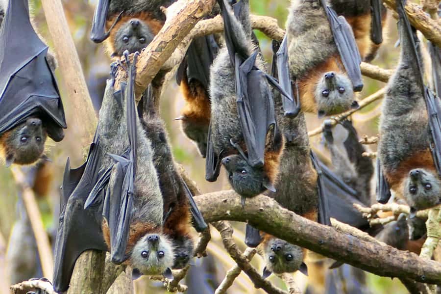 Sydney: Flying Fox Tour, Australia's Largest Bats - Key points to know before booking