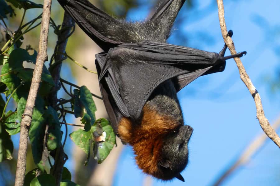 Sydney: Flying Fox Tour, Australia's Largest Bats - Who should book this flying fox experience