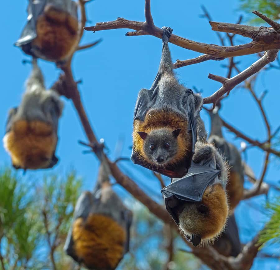 Sydney: Flying Fox Tour, Australia's Largest Bats - Why flying foxes are worth your morning